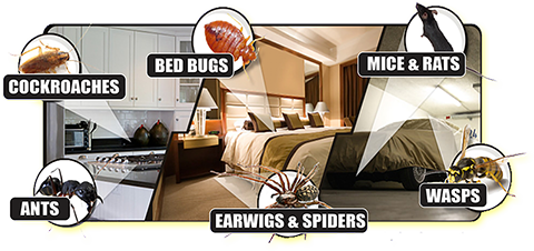 Pest Cockroaches Bed Bugs Mice Rats Ants Earwins Spiders Wasps