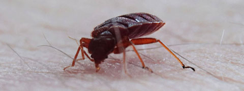 Bed Bugs Mattress Infestation