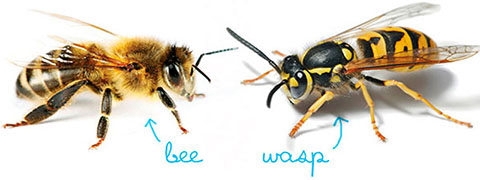 Bees and Wasp Control and Removal