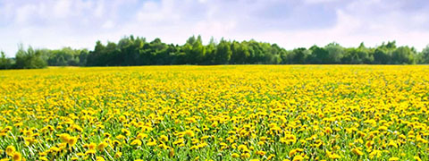 Dangerous Flying Pests and Insects