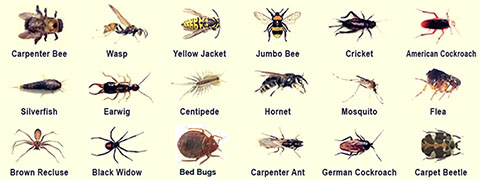 Carpenter Bee, Yellow Jacket, Crickets, Flea, Mosquitos, Centipada, Black Widow