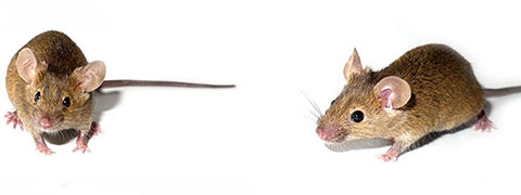 Roden, Mice and Rats Infestation