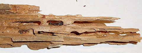 Termite Pest Infestation