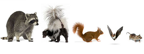 Wildlife Pest Control, Removal and Extermination